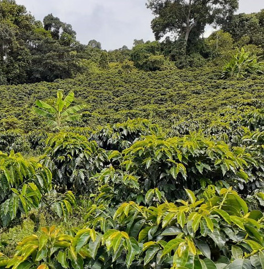 panaresegroup-green-coffee-plantations