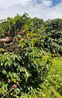 PanareseGroup-news-colombia-land-coffee