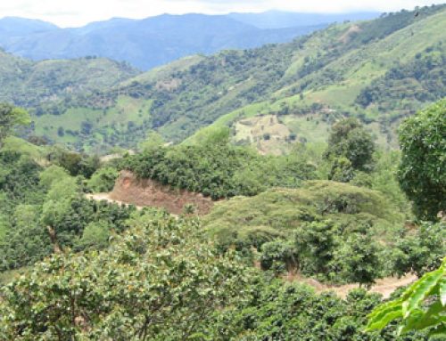 Kolumbien: Die Heimat des besten Kaffees der Welt